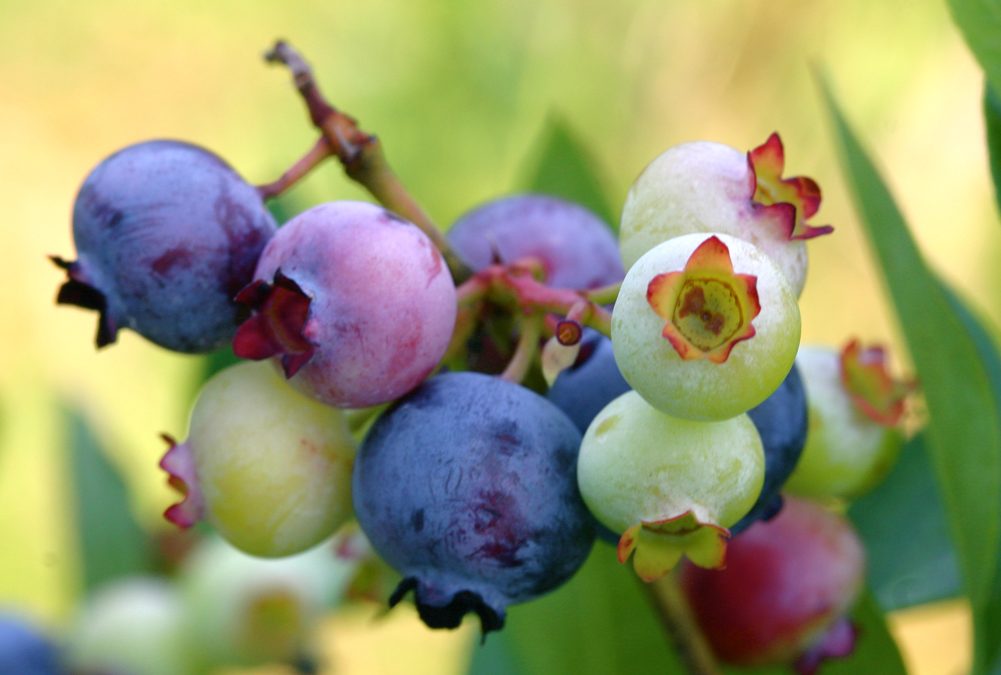 Practice-Building Lessons from the Blueberry Farm