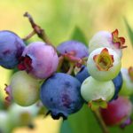 Practice-Building Lessons from the Blueberry Farm